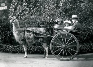 Trois visiteurs, dont deux jeunes filles, dans une charrette tirée par un lama, Zoo de Londres, vers 1912 - Frederick William Bond
